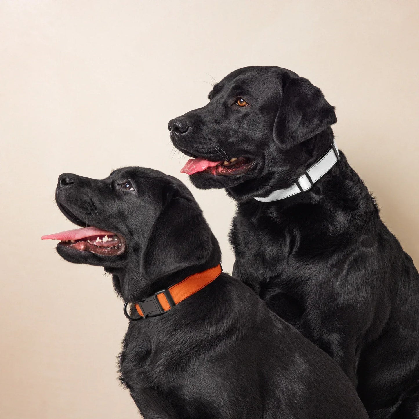 Hundehalsband Orange Verstellbar – Auffälliges Halsband für Hunde