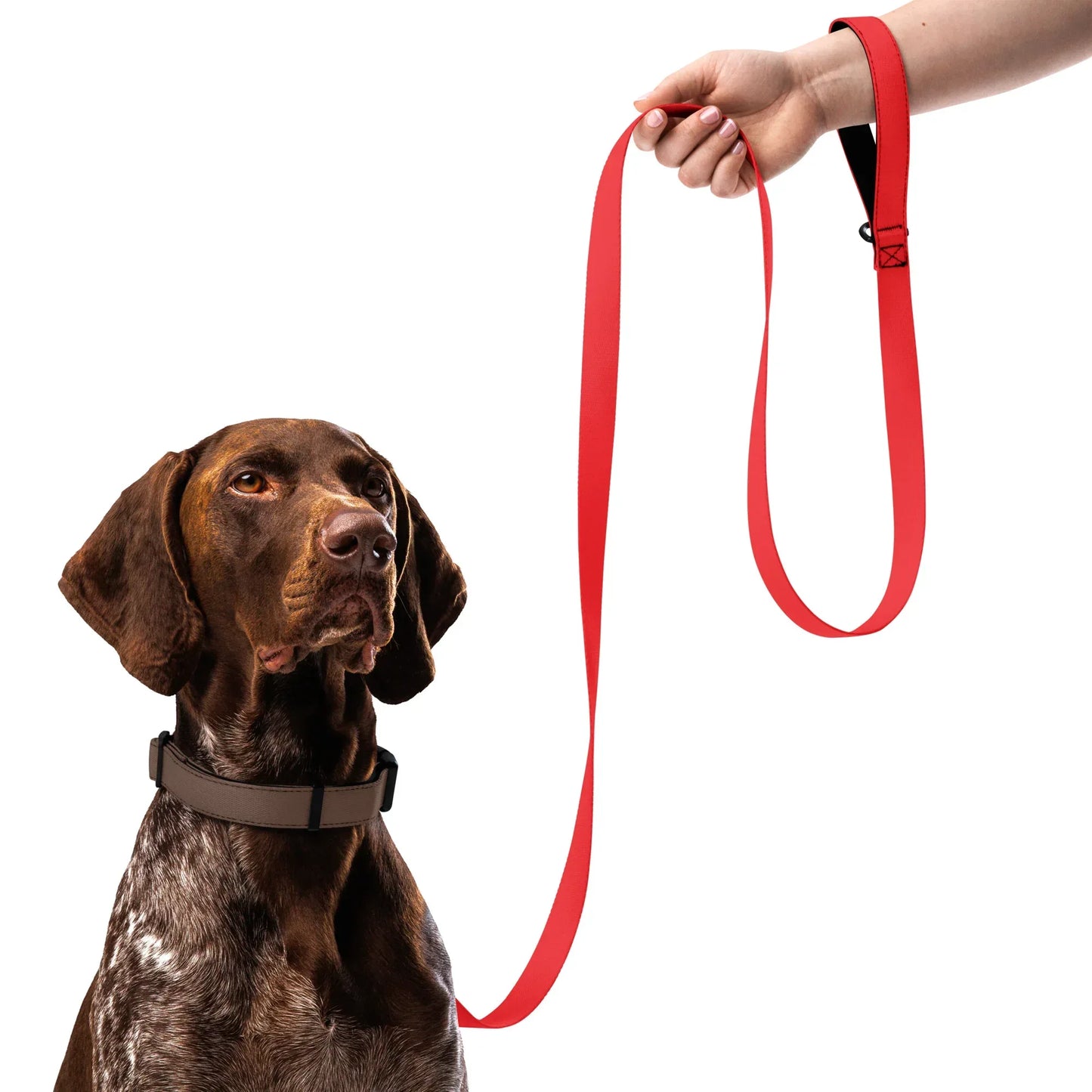 Hundeleine Rot 1,8m – Auffällige Leine für Hunde