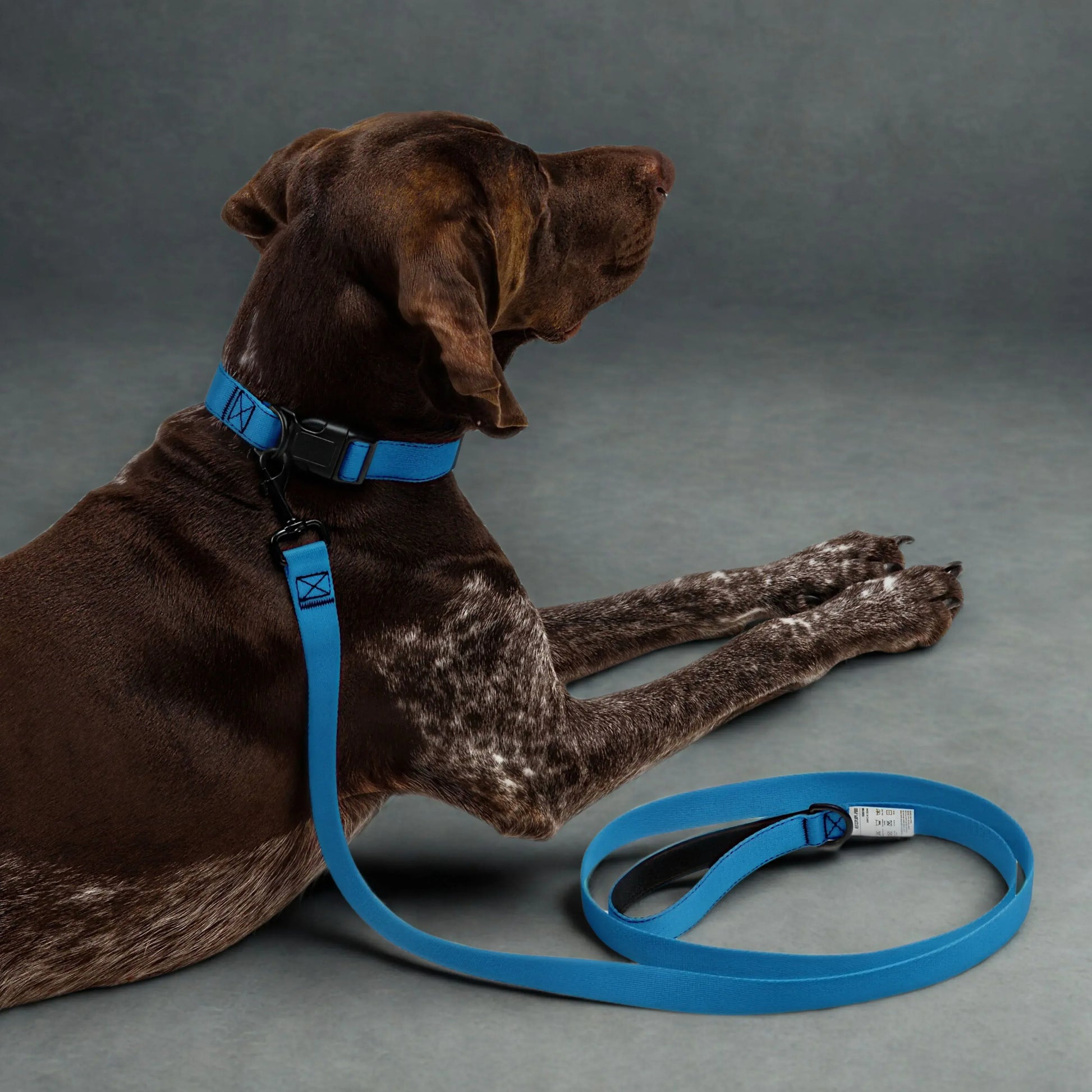Blaues Hundehalsband und Leinen Set - Ellbee Tierbedarf