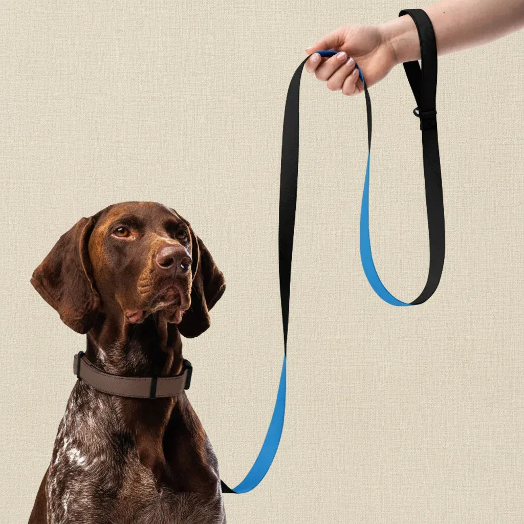 Hund mit blauer Leine beiger Hintergrund