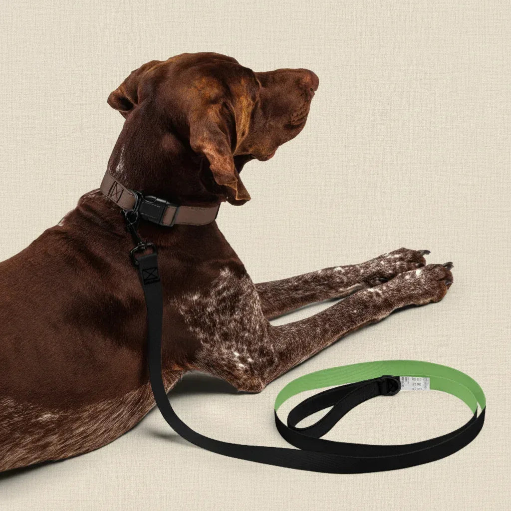 hund-mit-leine-beiger-hintergrund - Ellbee Tierbedarf
