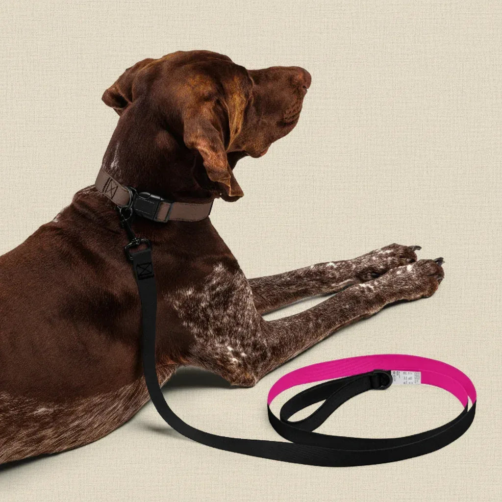 hund-mit-pinker-leine-beiger-hintergrund - Ellbee Tierbedarf