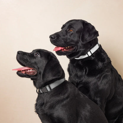 Hundehalsband Grau Verstellbar – Schlichtes Halsband für Hunde