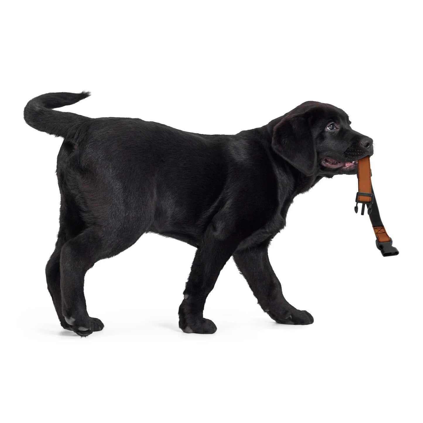 Hundehalsband Braun Verstellbar – Stylisches Halsband für Hunde