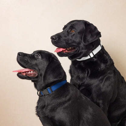 Hundehalsband Dunkelblau Verstellbar – Elegantes Halsband für Hunde