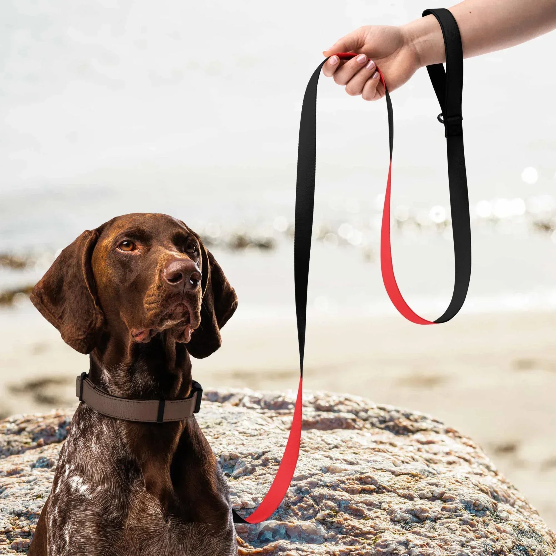 pet-leash-white-front-6990794b2ef0c - Ellbee Tierbedarf