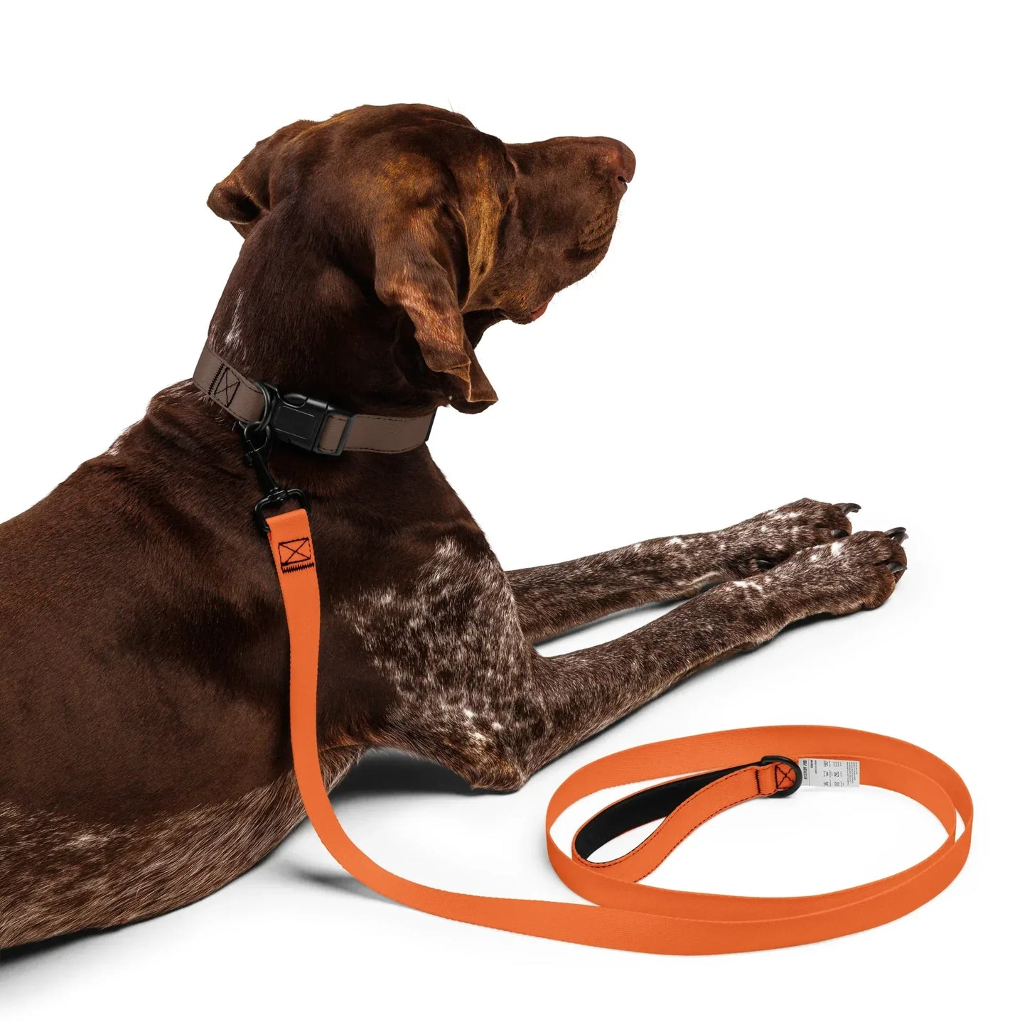 Hundeleine Orange 1,8m – Auffällige Leine für Hunde